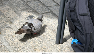 153 a2y. Spain - bus tour of north shore - restaurant - pigeon