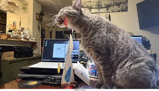 53 a2y. cat Potato playing with my BilBao-Guggenheim mobile